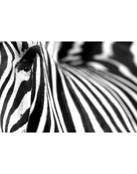 Stripes Of Zebra