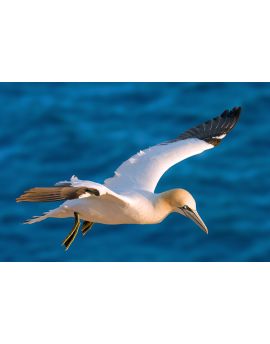 Northern Gannet