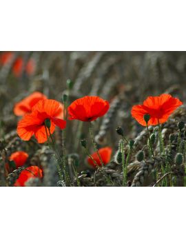 Red Poppies