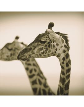 Giraffe Heads