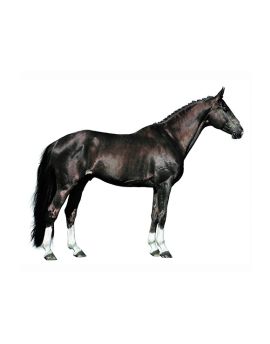 Black Horse