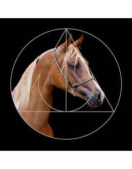 Head Of Chestnut Horse With White Mane