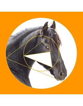 Pure Black Horse Head