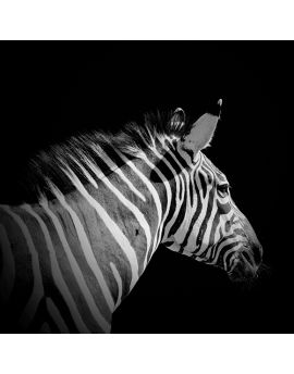 Zebra With Mane Standing On End