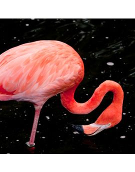 Flamingo With Bending Neck