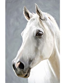 Portrait Of White Horse