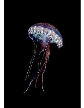 Jellyfish