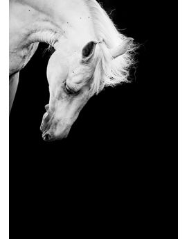White Horse With Head Down