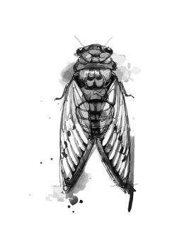 Cicada