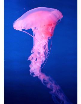 Pink Jellyfish