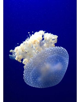 White-Spotted Jellyfish