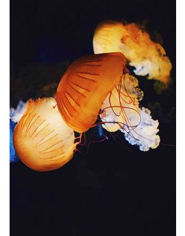 Floating Jellyfish With Trailing Tentacles