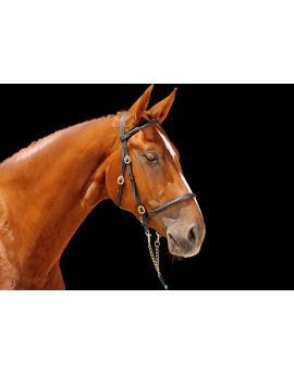 Thoroughbred Race Horse