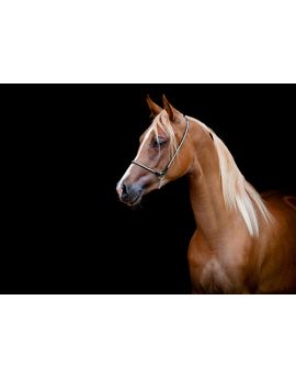 Bay Horse On Black Background