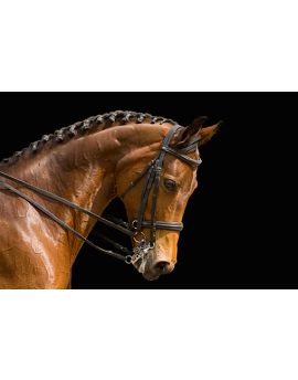 Dressage Horse