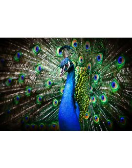 Closeup Of A Male Peacock