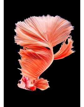 Red Siamese Fighting Fish