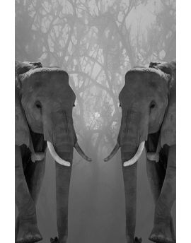 Elephant Couple