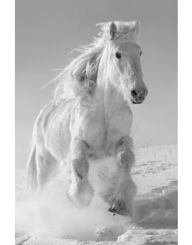 Running White Horse In Snow